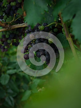 Closeup detail view of purple blue black wine grapes vine fruit on farm plantation winery vineyard, Vaduz Liechtenstein