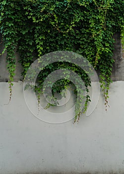 Closeup detail of a wall and ivory hanging over