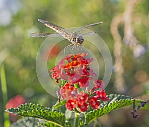 Closeup detail of wandering glider dragonfly on lantana rose