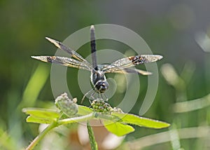 Closeup detail of wandering glider dragonfly on plant leaf