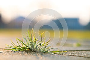 Closeup detail of weed green plant growing between concrete pavement bricks in summer yard