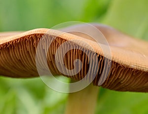 Closeup with detail of wild mushroom