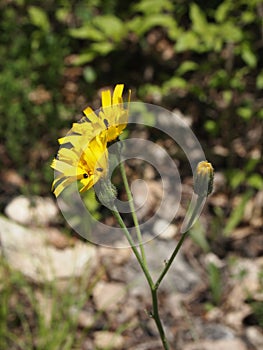 closeup detail of a yellow forrest flower in blossom