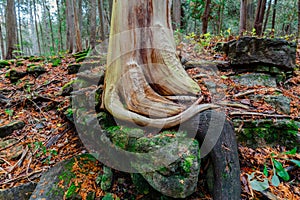 Closeup detailed fragment of view of natural art of a tree sitting on the rock, stone in autumn woods