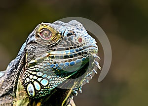 A closeup detailed headshot of a green iguana.