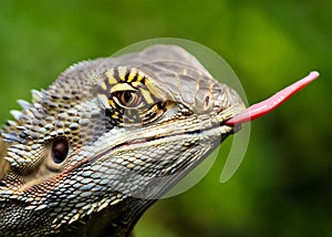 A closeup detailed headshot of a green iguana sticking out tongue.