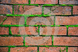 Closeup detailed old aged textured vintage retro red brown brick block wall surface wallpaper backdrop with green life plant in co