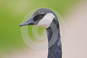 Closeup detailed portrait of a Canada goose with a colorful green and tan background / bokeh - taken at the Minnesota Valley Natio