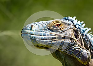 A closeup detailed profile headshot of a green iguana.