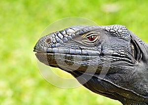A closeup detailed profile headshot of a komodo dragon lizzard.