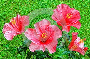 closeup details of four red Hibiscus flower plant with reproductive parts in Summer