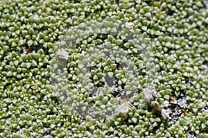 Closeup details of Gypsophila aretioides plant