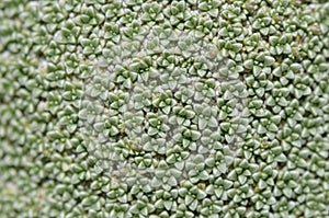 Closeup details of Gypsophila aretioides plant