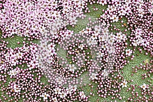 Closeup details of Gypsophila aretioides plant and its flowers