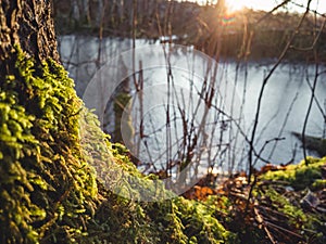 Closeup Details of Landscape in Sunny Winter Day with Snow Partly Covering the Ground, Abstract Background