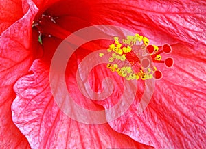 closeup details of one red Hibiscus flower plant with reproductive parts in Summer