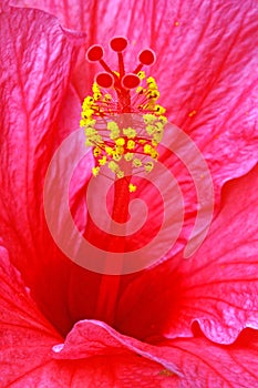 closeup details of one red Hibiscus flower plant with reproductive parts in Summer