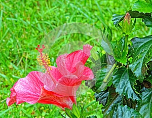 closeup details of one red Hibiscus flower plant with reproductive parts in Summer