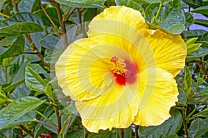 closeup details of one yellow Hibiscus flower