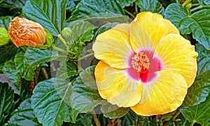 closeup details of one yellow Hibiscus flower and bud