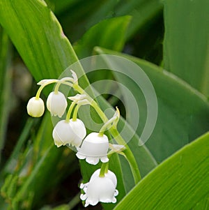 closeup details Lily of the Valley bell-shaped white flowers in Spring photo