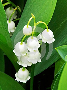 closeup details Lily of the Valley bell-shaped white flowers in Spring photo