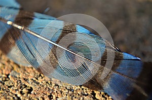 Closeup details of a striped Blue jay feather