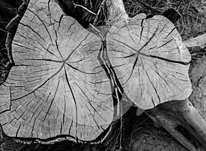 Closeup details stump of felled tree in black and white