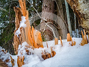 Closeup Details of Tree Trunk in the Woods in Cloudy Winter Day with Snow Covering the Ground, Abstract Background