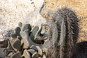 Closeup detalis of southwestern desert cactus with sharp spines against granite rock background