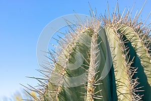 closeup detalis of southwestern desert cactus with sharp spines framed against a blue sky