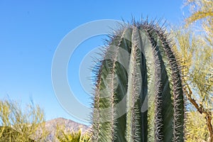 closeup detalis of southwestern desert cactus with sharp spines framed against a blue sky