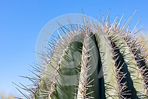 closeup detalis of southwestern desert cactus with sharp spines framed against a blue sky