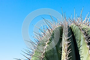 closeup detalis of southwestern desert cactus with sharp spines framed against a blue sky