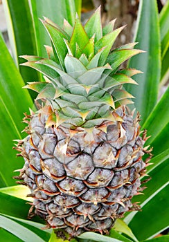 Pineapple Plant