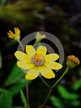 Closeup of dew on a beautiful Oregon sunshine flower