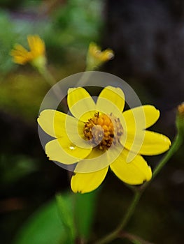Closeup of dew on a beautiful Oregon sunshine flower