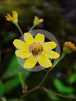 Closeup of dew on a beautiful Oregon sunshine flower