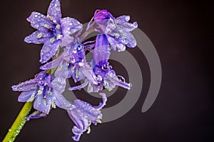 Closeup of dew covered bluebells.