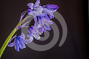 Closeup of dew covered bluebells.