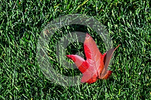 Closeup of dew-covered red fall leaf on a wet green lawn, as a nature background