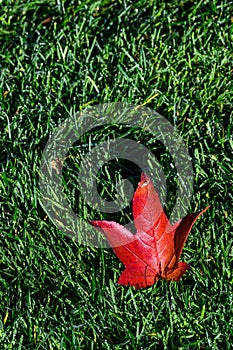 Closeup of dew-covered red fall leaf on a wet green lawn, as a nature background