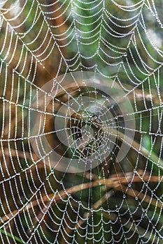 Closeup of dew drops on a spider web after rain