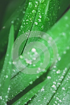 Closeup of dew on green grass. Drops of water on leaves after fresh rain in morning. Vertical photograph