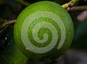 Closeup dew on a green lime