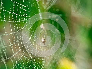 Closeup of dew on spider web
