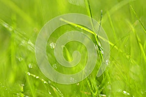 Closeup of dewed grass with bokeh