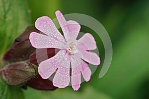 Closeup on a dewy covered red catchfly flower, Siliene diocia, in the garden