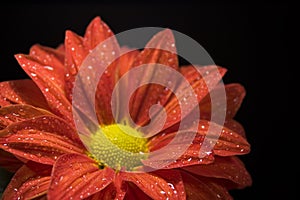 Closeup of Dewy, Red Chrysanthemum