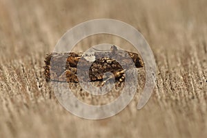 Closeup on a Diamond-back Marble micro moth, Eudemis profundana